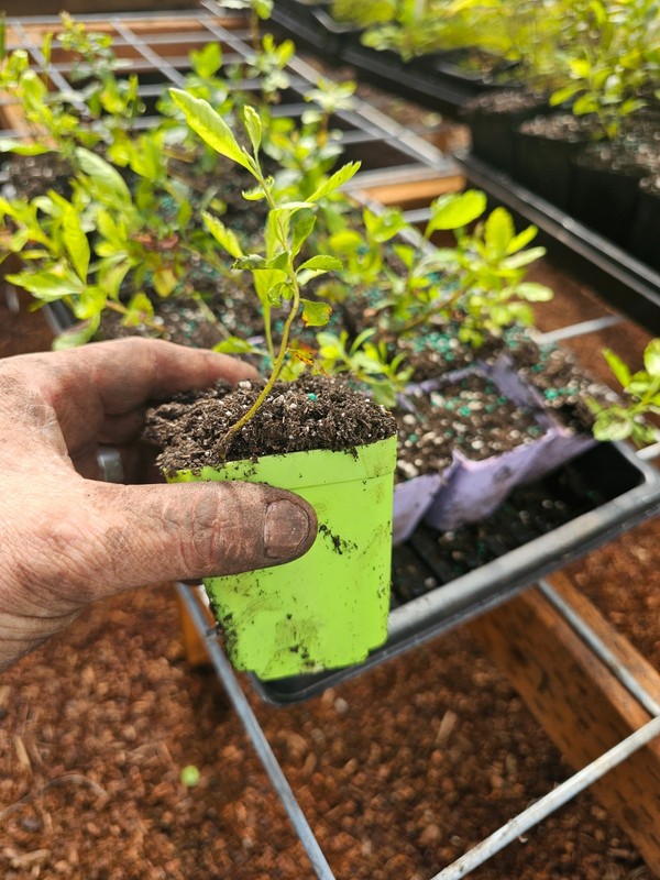 4-pack live coastal wax myrtle tree growing in 3" pot, perfect for hedges. fast