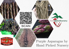 10 Purple Passion Live Asparagus Bare Root – 2yr Crowns – Hand Picked Nursery