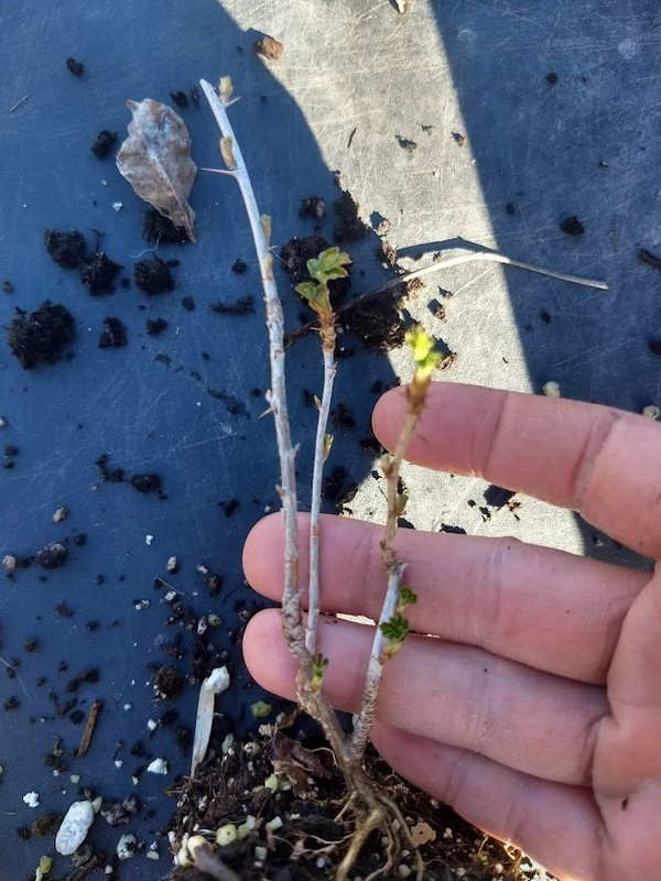 1 Hinnomaki Red gooseberry live rooted starter plant, edible Shrub zones 3-7. gallery