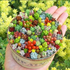 200pcs Rare Mixed Succulent Seeds – Beautiful and Colorful Varieties