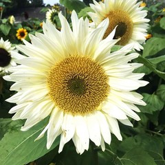 20 ProCut WHITE LITE SUNFLOWER SEEDS, Annual, Non GMO, New & Unique Color