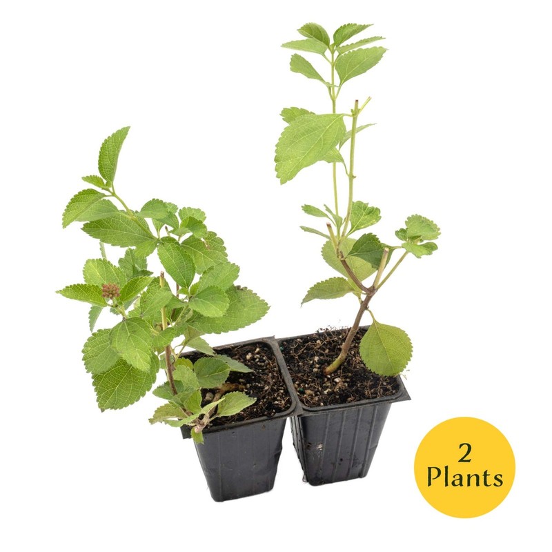 Spreading Sunset Lantana in 3.5” Nursery Cubes, Lantana ‘Spreading Sunset’ Plant