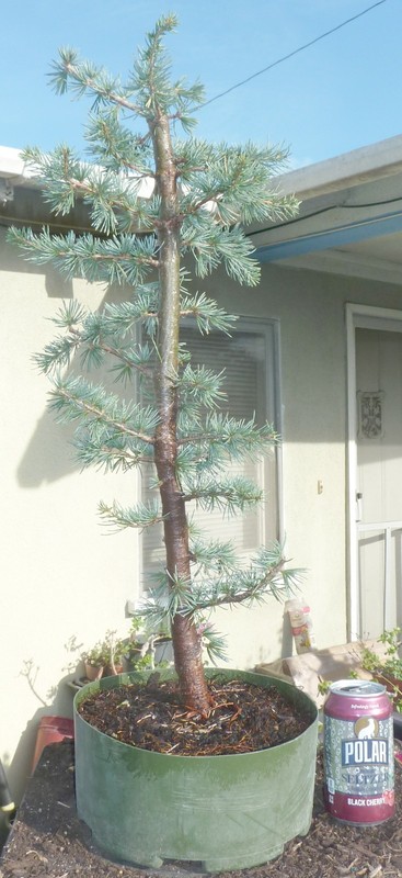 Blue Atlas Cedar Pre Bonsai Kifu Big Fat Trunk Cedrus atlantica ‘Glauca’