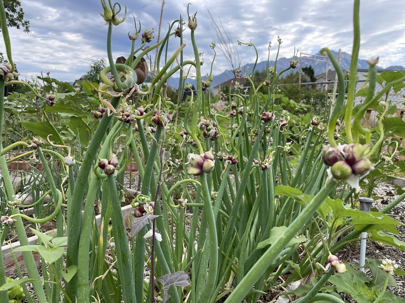 Organic Egyptian Walking Onion Bulbs