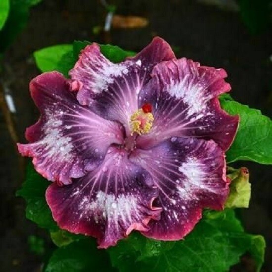 20 Silver Pink Purple Hibiscus Seeds Flowers Flower Seed Perennial Bloom 471 gallery