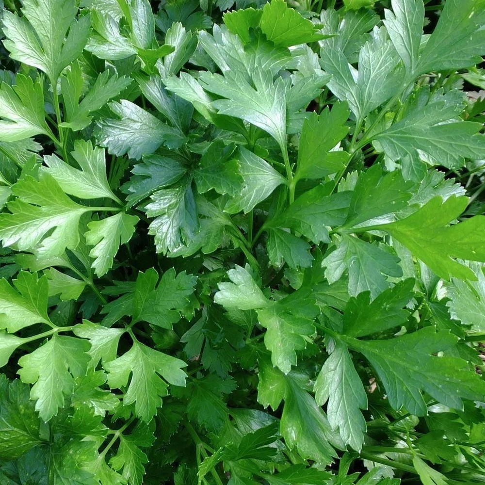 Italian Giant Parsley Seeds, NON-GMO, ORGANIC, HEIRLOOM – Free Shipping!