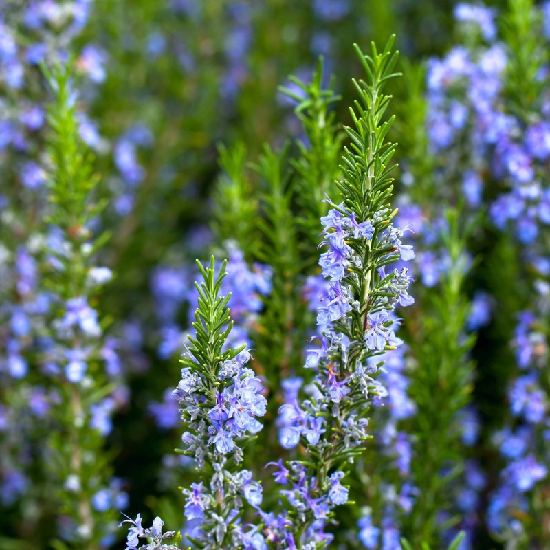 Rosemary Blue 2 Potted Plants – Rooted in Quart Pots, Easy to Grow