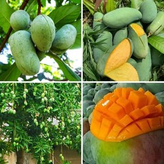 3PCS Mango Tree Seeds Fast Growing Tropical Fruit Garden Planting