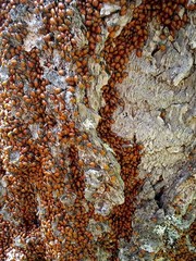 Live Ladybugs for Garden (3 X 1500) – Good Bugs – Guaranteed Live Delivery!