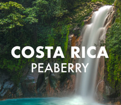 COSTA RICAN TARRAZU COFFEE BEANS PEABERRY FRESH ROASTED MEDIUM 2 X 1 POUND BAGS