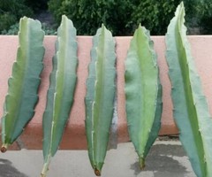 FRESH DRAGON FRUIT CUTTINGS – MULTIPLE VARIETIES – 8″ – 12″ (1 Cutting)