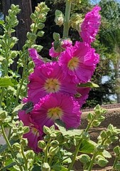 100 HOLLYHOCK  Flower Seeds Tall Beautiful Wildflowers Mystery Mixture Colors