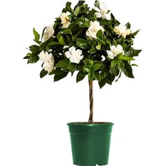 Mini Gardenia Tree 6-Inch Fragrant Indoor Outdoor Plant Blooming Home Office