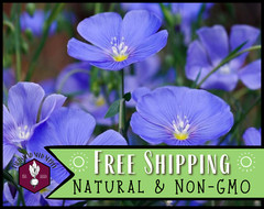 2,000+ Blue Flax Seeds | Flower Gardening, Perennial Wildflower Plant, Linseed