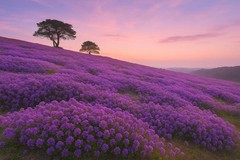 2000+ Creeping Thyme Seeds Purple Ground Cover Perennial Non-GMO Heirloom