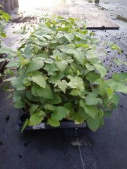 3 «Sweetie Pie» Thornless Blackberry Plant. Healthy grown pesicide free non GMO