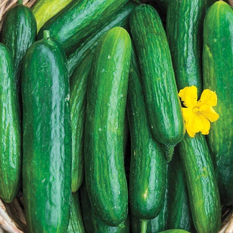 Beit Alpha Cucumber (Burpless), NON-GMO, ORGANIC, HEIRLOOM – Free Shipping!