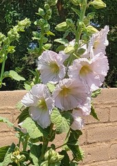 100 HOLLYHOCK  Flower Seeds Tall Beautiful Wildflowers Mystery Mixture Colors