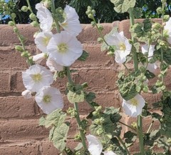 100 HOLLYHOCK  Flower Seeds Tall Beautiful Wildflowers Mystery Mixture Colors