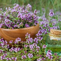 Creeping Thyme Seeds (Thymus serpyllum) , Ground Cover by Mai’s Family