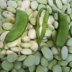 White Dixie Butterpea Seeds, NON-GMO, Lima Bean, Shell or Dry Bean, FREE SHIP