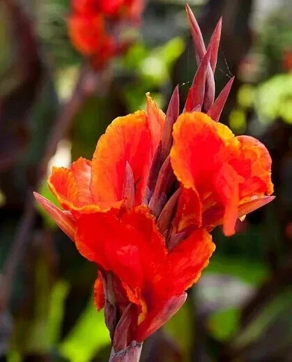 6 - KING HUMBERT Canna Lily Rhizomes bulbs purple/green Leaf, red/orange flowers gallery