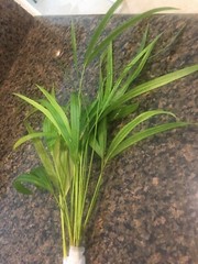 6 Areca palm 8” Starter seedling LIVE PLANTS! Fully Rooted! VERY Healthy!