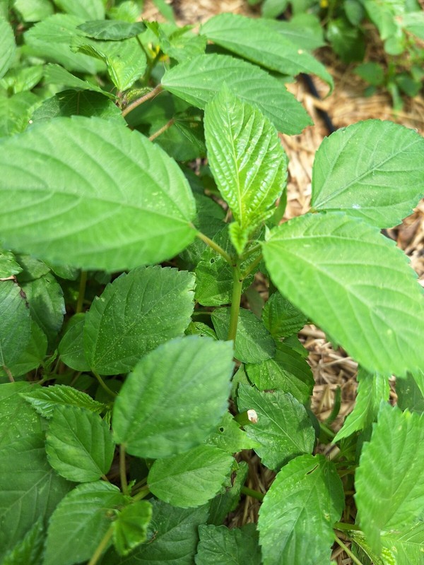 500+ Saluyot Molokhia Egyptian Jute Organic Spinach Seeds. USA Seller
