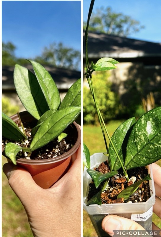 Lot Of 2 Hoya Crassipetiolata Plants