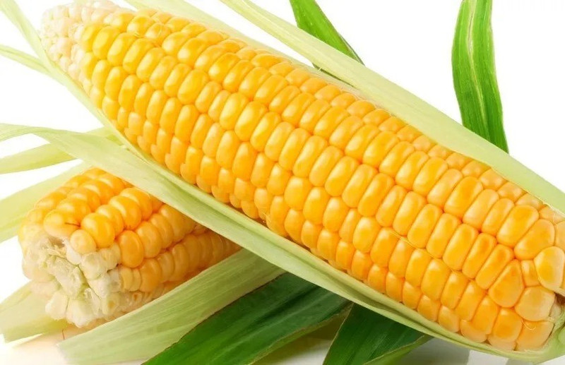 500+ Sweet Golden Bantam Corn Seeds – Heirloom – Organic – NON GMO ——- FRESH