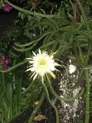 Night Blooming Cereus Cactus Rooted 4 Healthy Cuttings!!! Very Easy to Grow