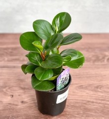 Peperomia Plant Live Indoor Tropical Succulent Very Easy To Grow In 3.5 Inch Pot