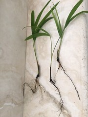 6 Areca palm 8” Starter seedling LIVE PLANTS! Fully Rooted! VERY Healthy!