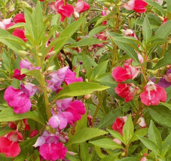 BALSAM SEEDS 100+ CAMILIA FLOWERED BALSAM MIX large DOUBLE BLOSSOMS annual