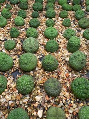Pseudolithops eylensis Seedling Rare Succulent Live Plant 1” Seed Grown USA