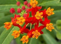 BLOODFLOWER/SUNSET FLOWER/MEXICAN MILKWEED 50 FRESH SEEDS FREE SHIPPING