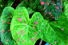 2 Bulbs FLORIDA BEAUTY caladium from Florida Plantation