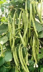 15+Kentucky Wonder Pole Bean Seeds Chinese Four Seasons Pole Green Bean USA