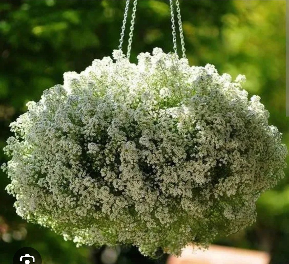 120+ Sweet Alyssum seeds, Carpet of snow, Fragrant, Ground cover, snow in summer