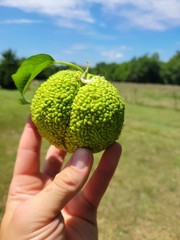 36 Farm Fresh Hedge Apple Osage Orange Horse Monkey Ball Maclura Pomifera Bois