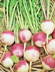 2000+ TURNIP SEEDS PURPLE TOP WHITE GLOBE NON-GMO HEIRLOOM VEGETABLE SPRING USA