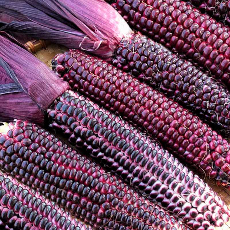 Double Red Sweet Corn Seeds | Purple Husk Stalk Indian Ornamental Dent Seed 2024
