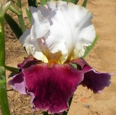 PICK YOUR BEARDED IRIS – CHOOSE FROM 60+ DIFFERENT VARIETIES! BULBS RHIZOMES
