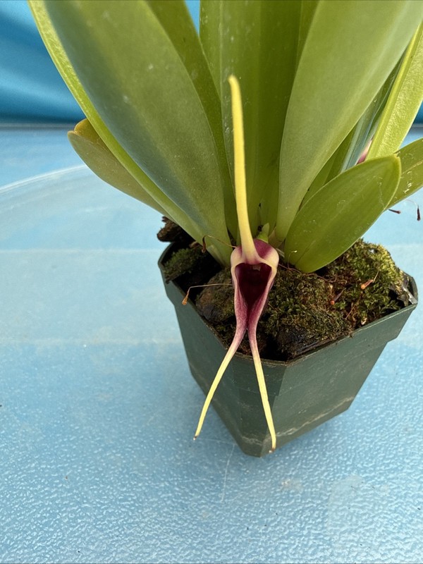 Masdevallia discoidea Cool To Intermediate Orchid Species Yellow Purple 2” Pot