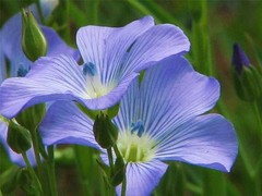 BLUE FLAX SEED, 100+ SEEDS, BEAUTIFUL STRIKING BLUE FLAX FLOWERS
