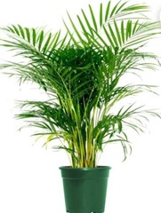 6 Areca palm 8” Starter seedling LIVE PLANTS! Fully Rooted! VERY Healthy!