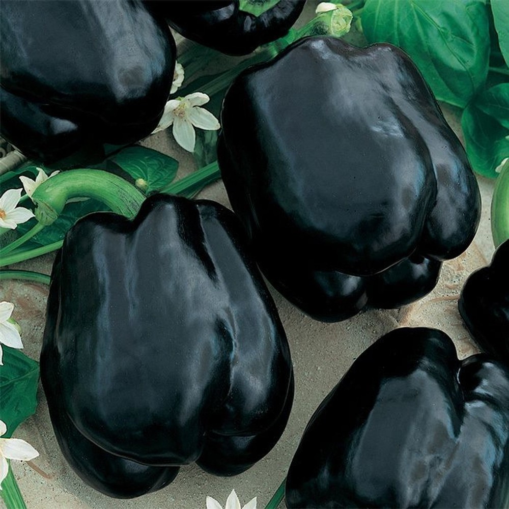 RARE Merlot F1 Sweet Pepper Seeds. Untreated. «10» Seeds Free Shipping!