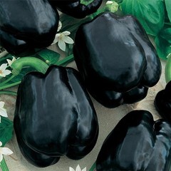 RARE Merlot F1 Sweet Pepper Seeds. Untreated. «10» Seeds Free Shipping!