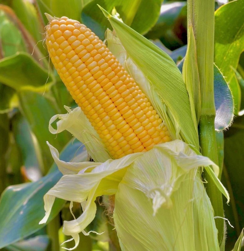 Golden Bantam Sweet Corn | Fresh Seeds | Non-GMO Heirloom, USA Seller 🇺🇸