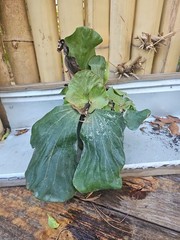 Large Staghorn Platycerium Elephantotis Shipped Without Pot Brownish Is Normal!